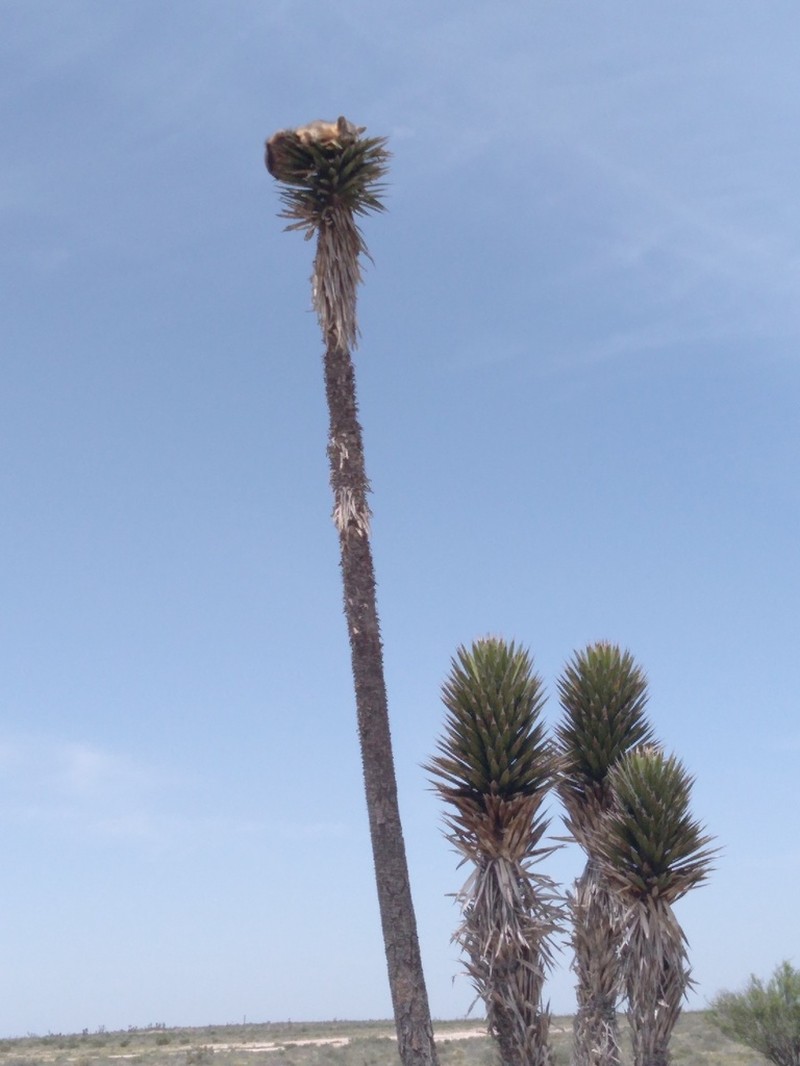 Yucca valida photo 3