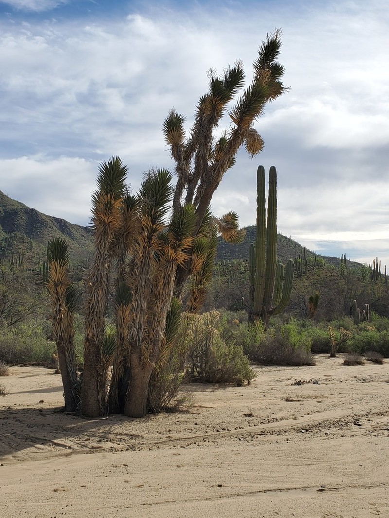 Yucca valida photo 4
