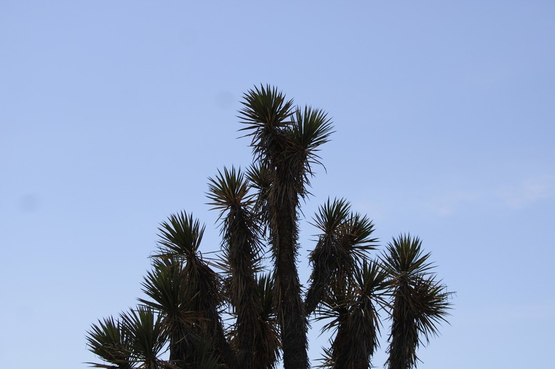 Yucca valida photo 5