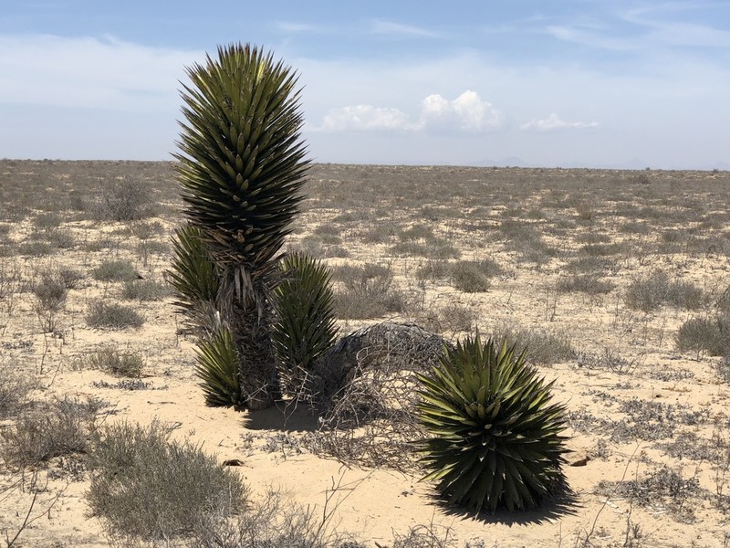 Yucca valida photo 6