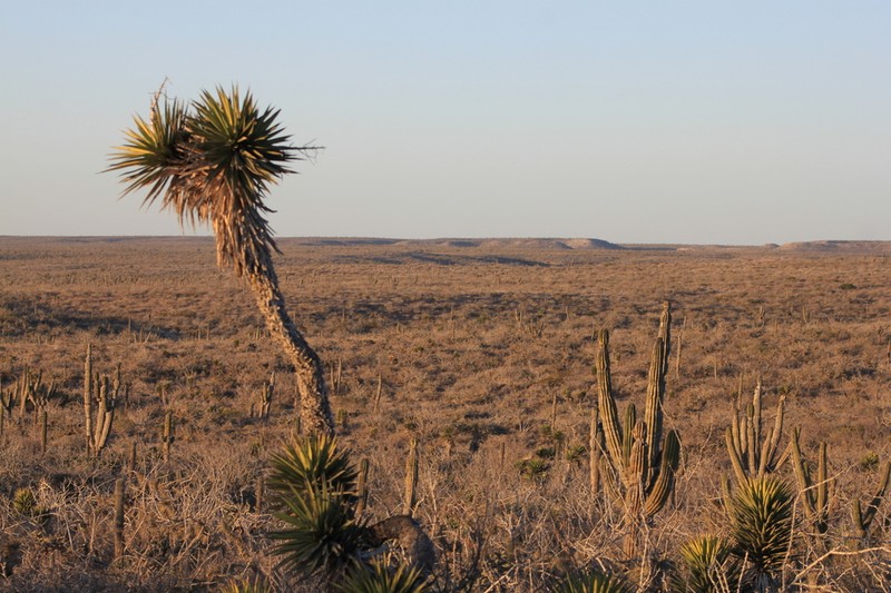 Yucca valida photo 7