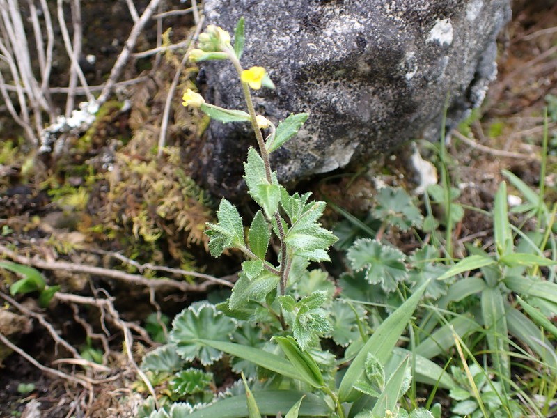 Yunkia subscandens photo 2