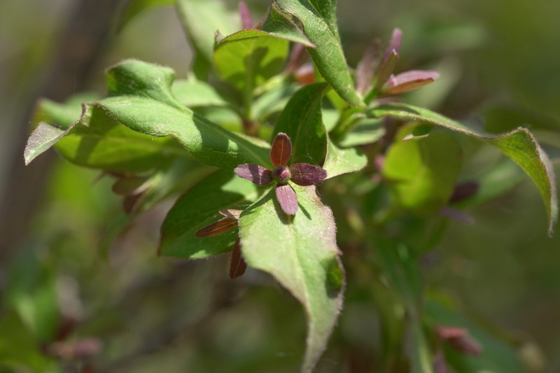 Zabelia biflora photo 3