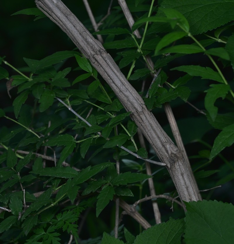 Zabelia biflora photo 4