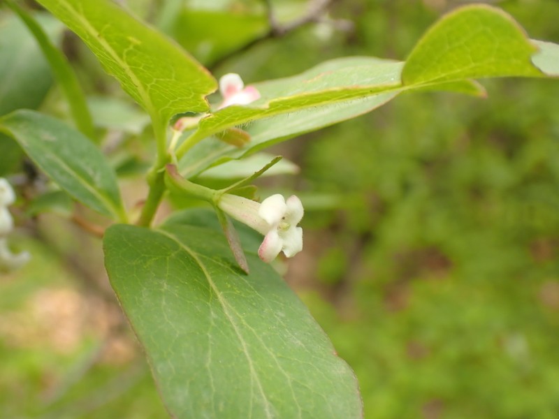 Zabelia biflora photo 5