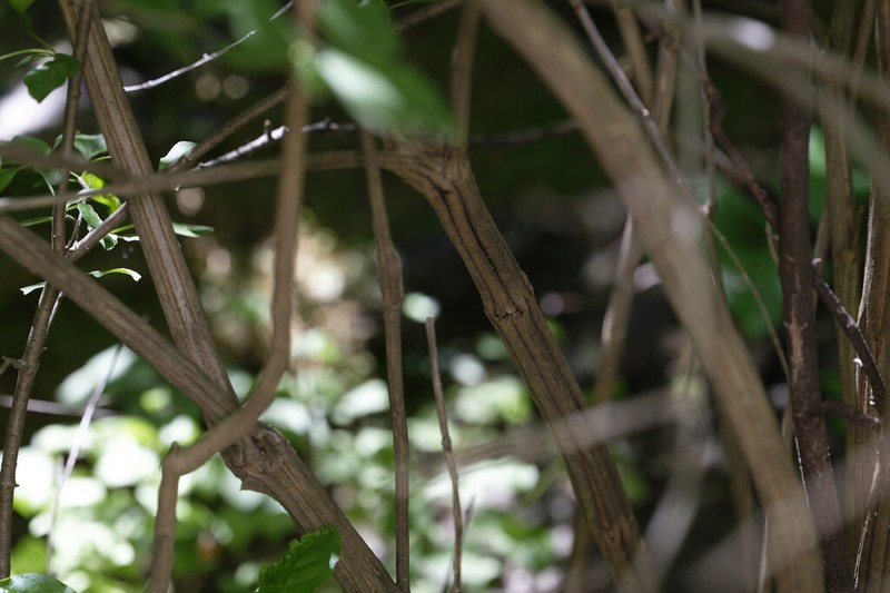 Zabelia biflora photo 6