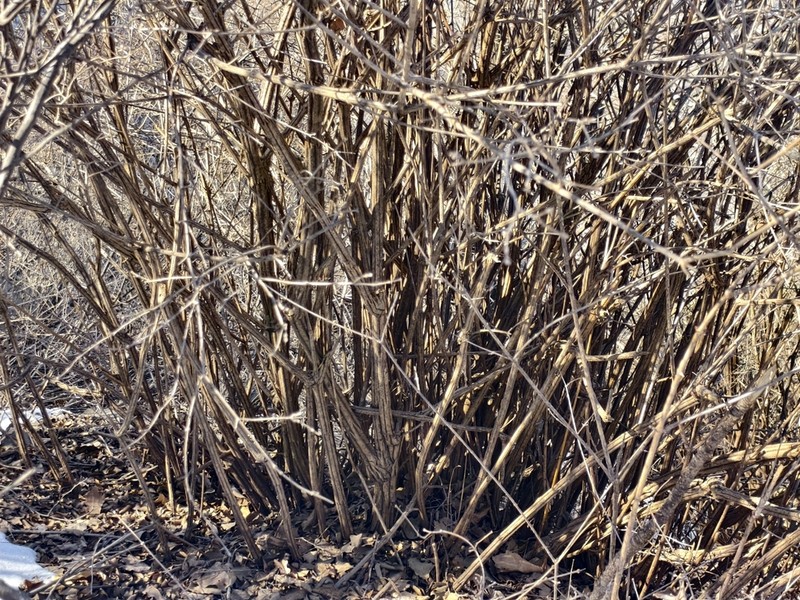Zabelia biflora photo 8
