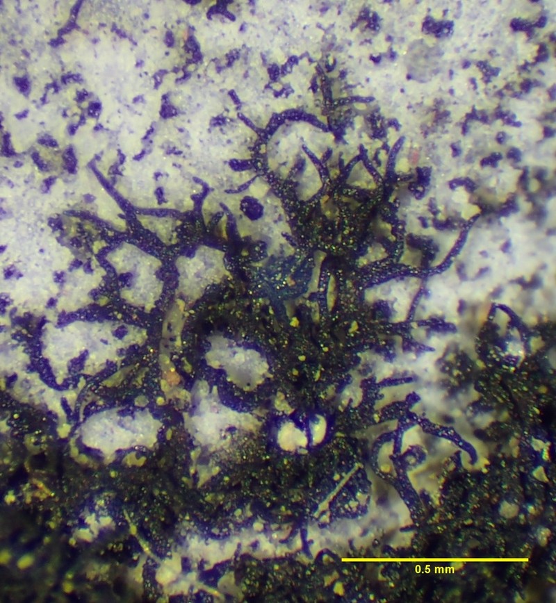 Calcareous Zahlbrucknerella Lichen