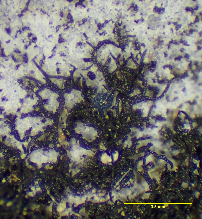 Calcareous Zahlbrucknerella Lichen photo 2