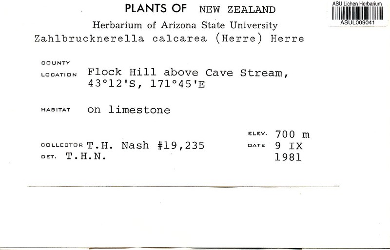 Calcareous Zahlbrucknerella Lichen photo 3