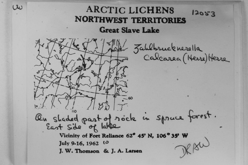 Calcareous Zahlbrucknerella Lichen photo 7