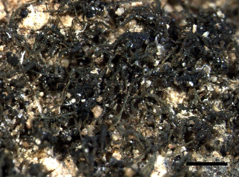 Calcareous Zahlbrucknerella Lichen