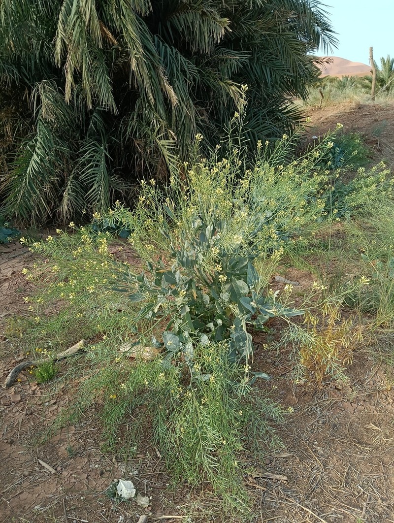 Zahora ait-atta photo 5