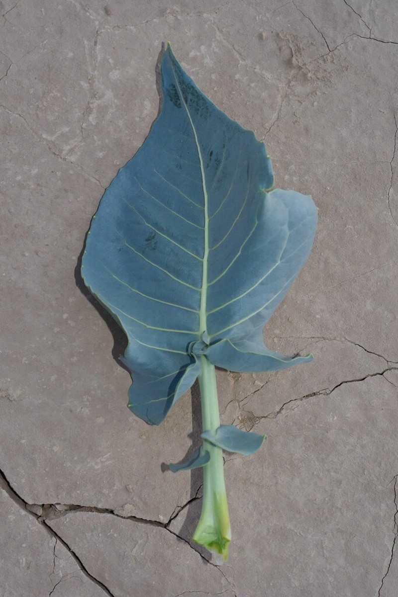 Zahora ait-atta photo 8
