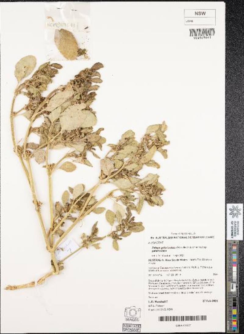 Zaleya galericulata subsp. galericulata
