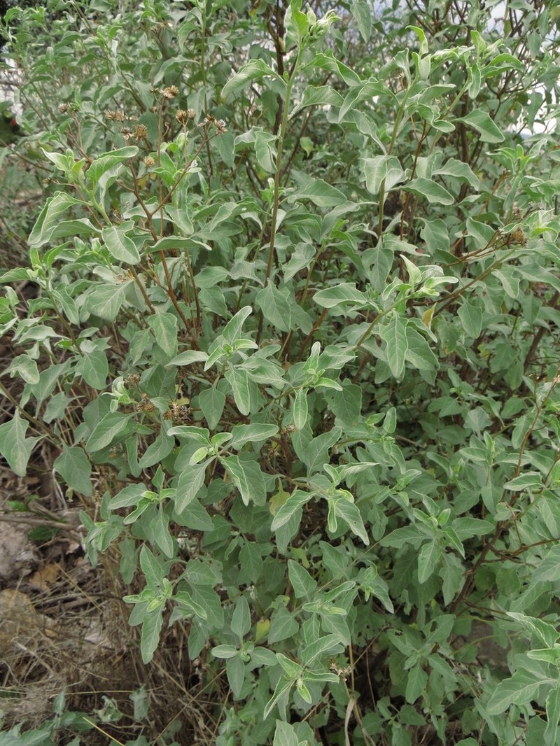 Zaluzania augusta