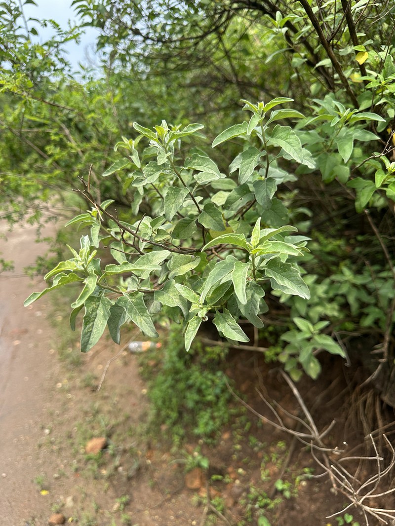 Zaluzania augusta photo 3