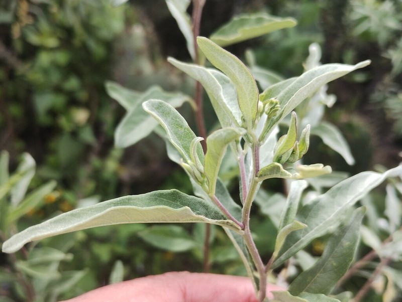 Zaluzania augusta photo 4