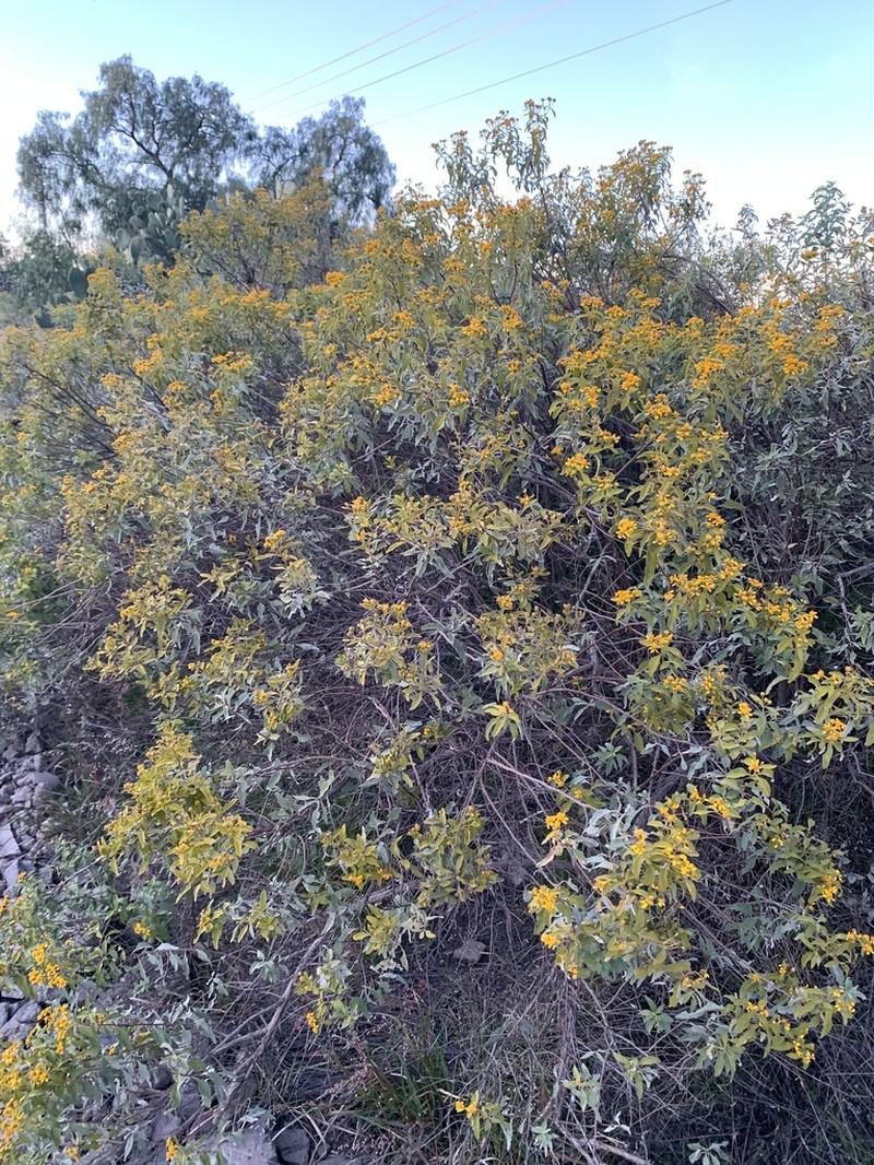 Zaluzania augusta photo 7