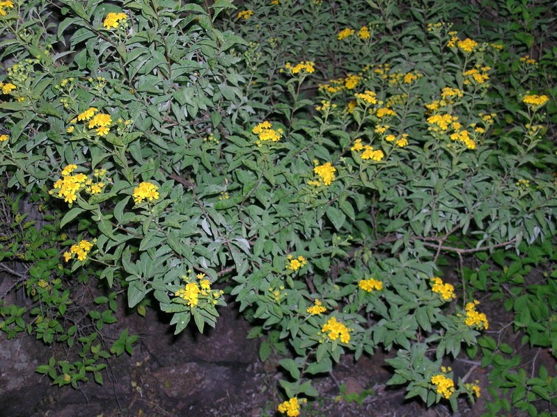 Zaluzania augusta photo 8