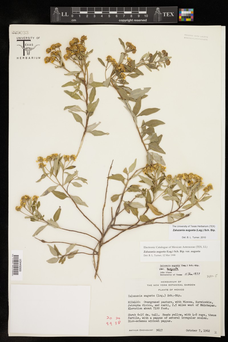 Zaluzania augusta var. augusta