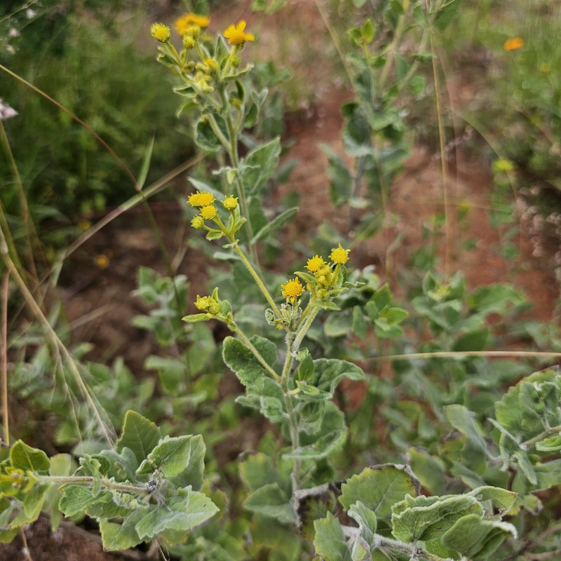 Zaluzania augusta var. rzedowskii