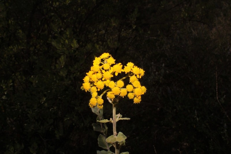 Zaluzania delgadoana photo 2