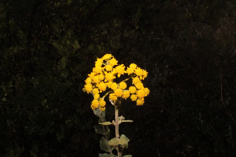 Zaluzania delgadoana photo 4