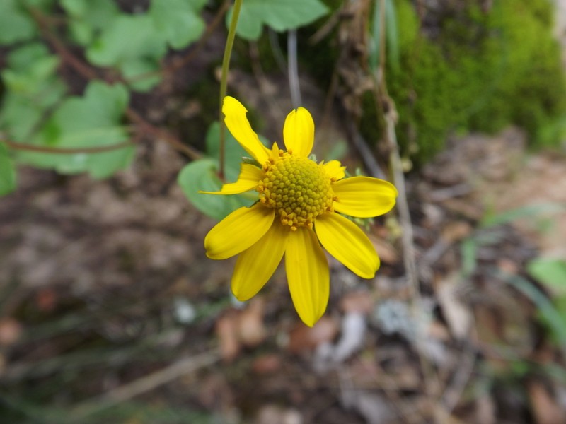 Yellow Streamers
