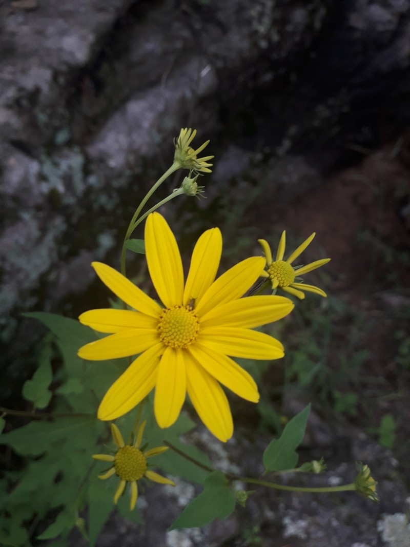 Yellow Streamers photo 6