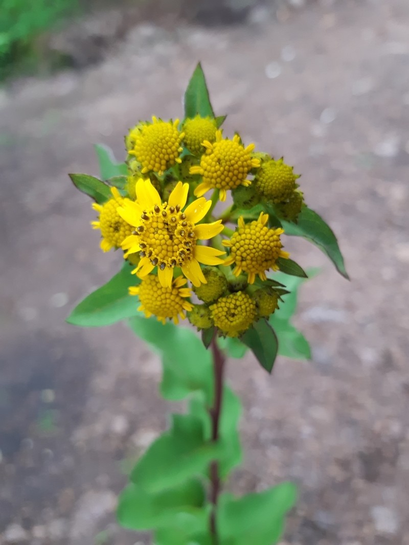 Zaluzania megacephala
