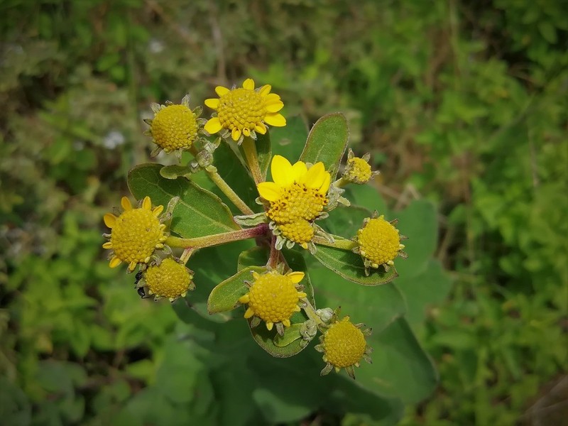 Zaluzania megacephala photo 2