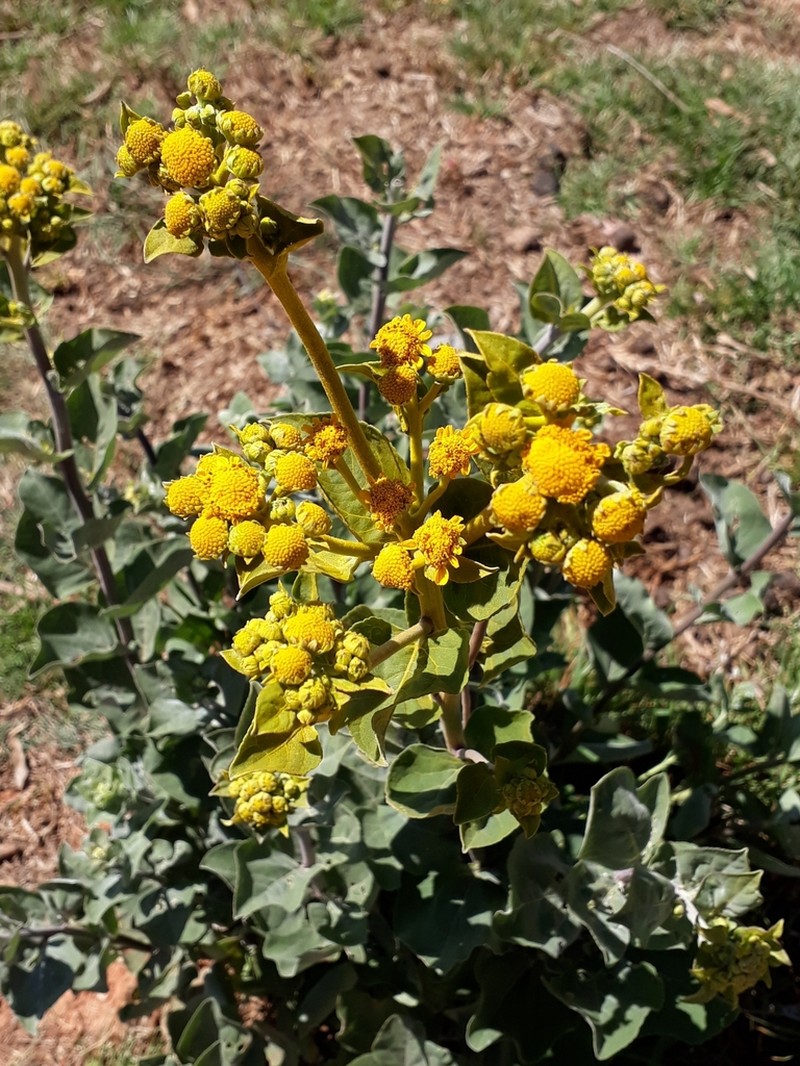 Zaluzania megacephala photo 3