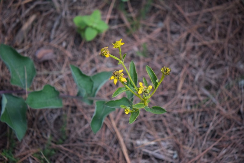 Zaluzania megacephala photo 4