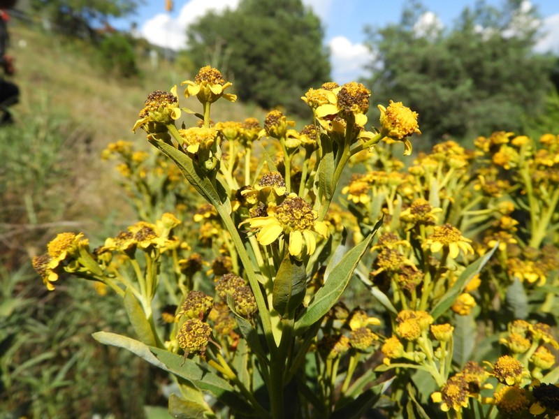 Zaluzania megacephala photo 6