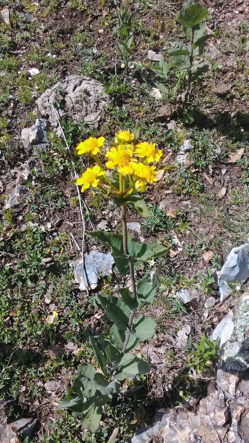 Zaluzania megacephala photo 7