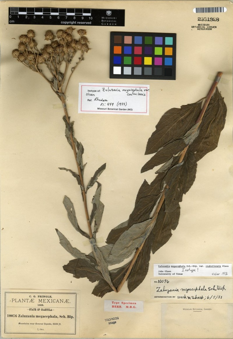 Zaluzania megacephala var. coahuilensis