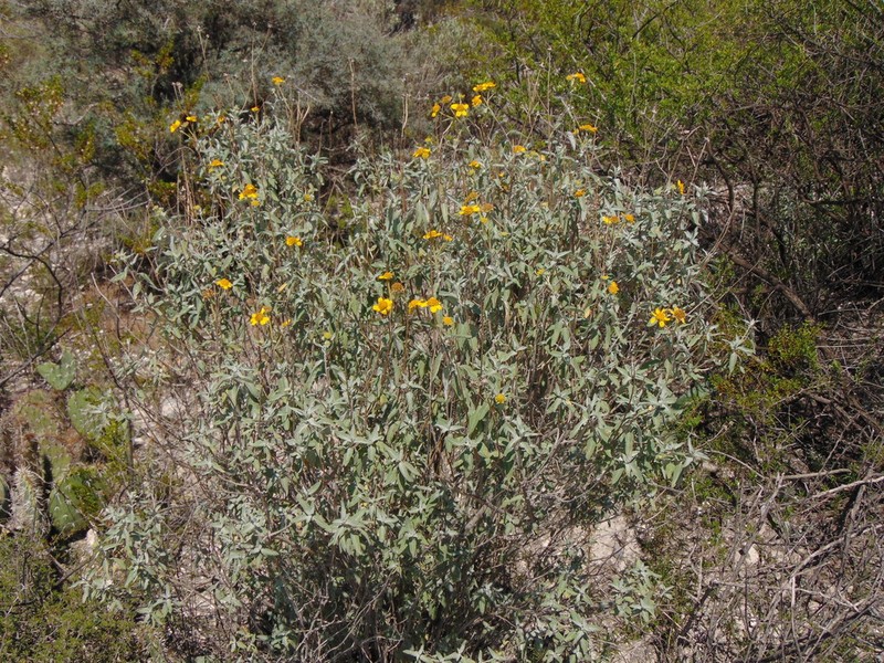 Zaluzania mollissima photo 2