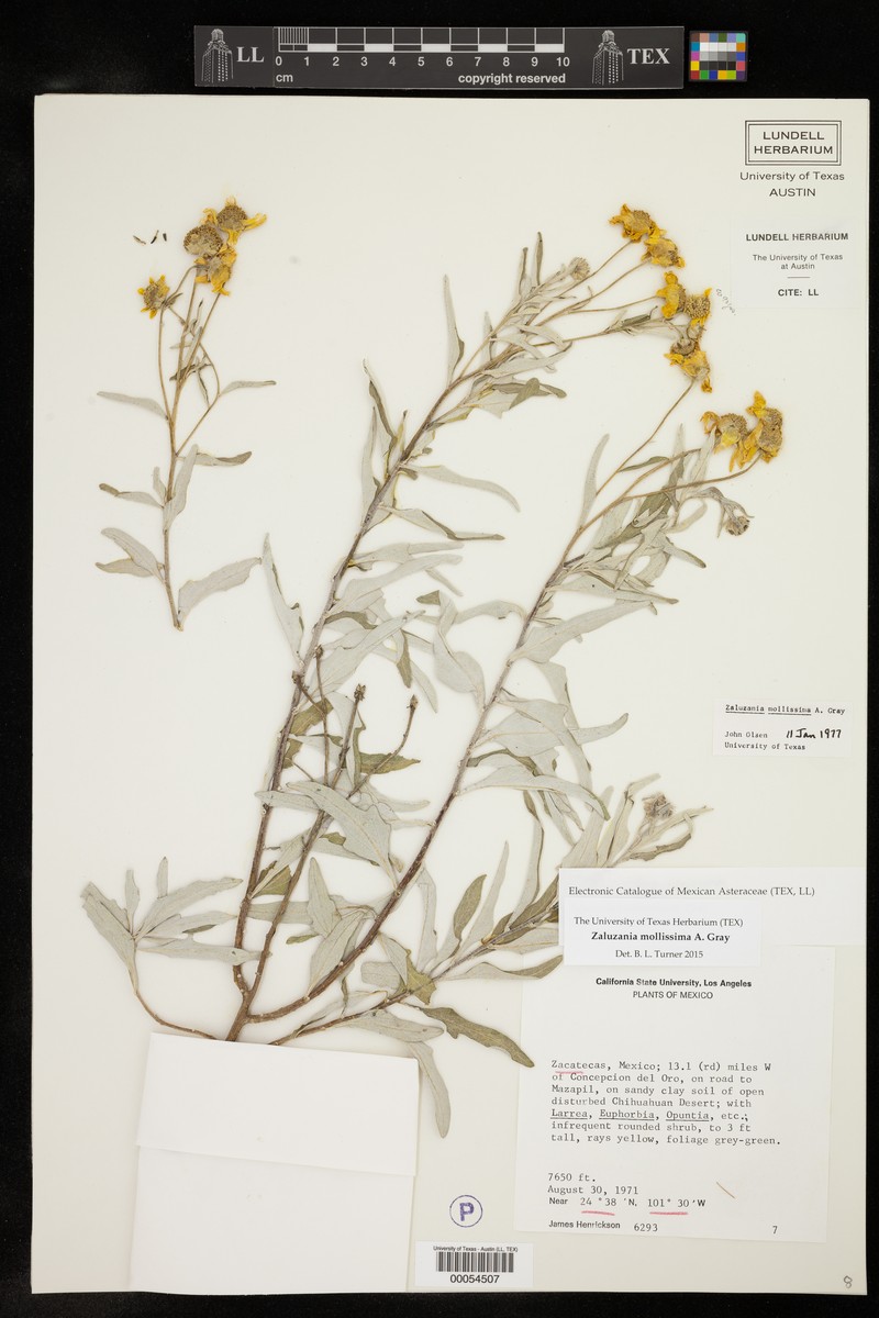 Zaluzania mollissima photo 3