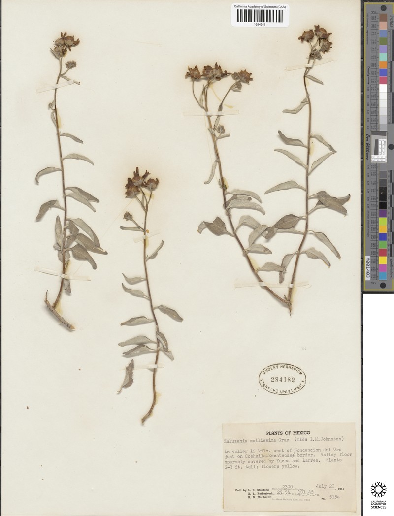 Zaluzania mollissima photo 4