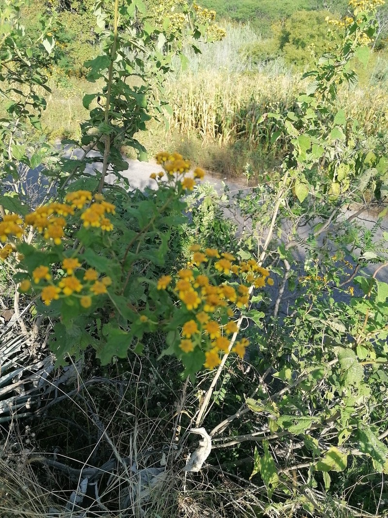 Zaluzania montagnaeifolia