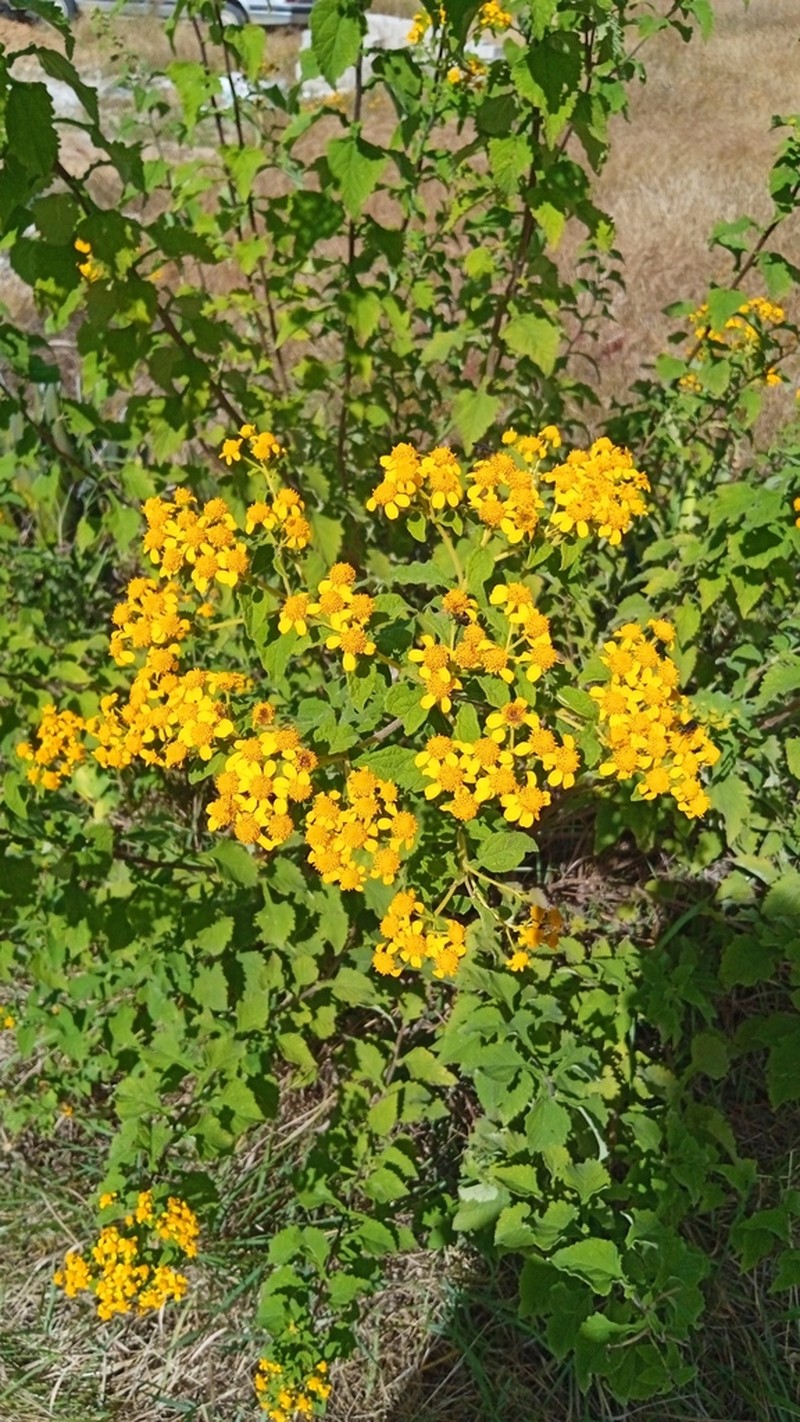 Zaluzania montagnaeifolia photo 2