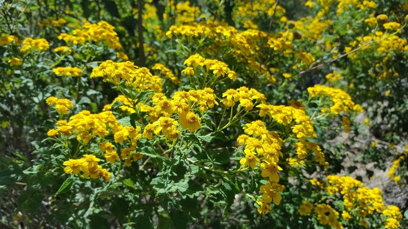 Zaluzania montagnaeifolia photo 3