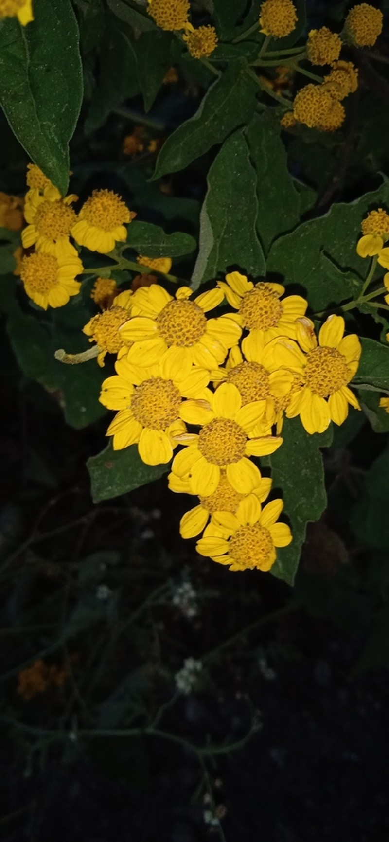 Zaluzania montagnaeifolia photo 5