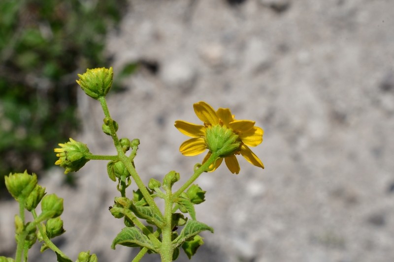 Zaluzania montagnaeifolia photo 6