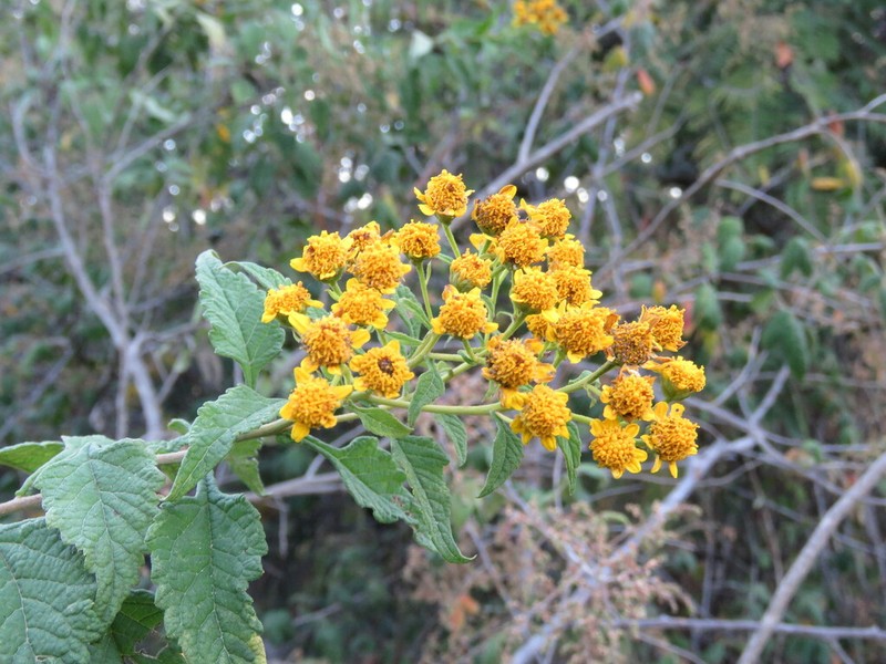 Zaluzania montagnaeifolia photo 7
