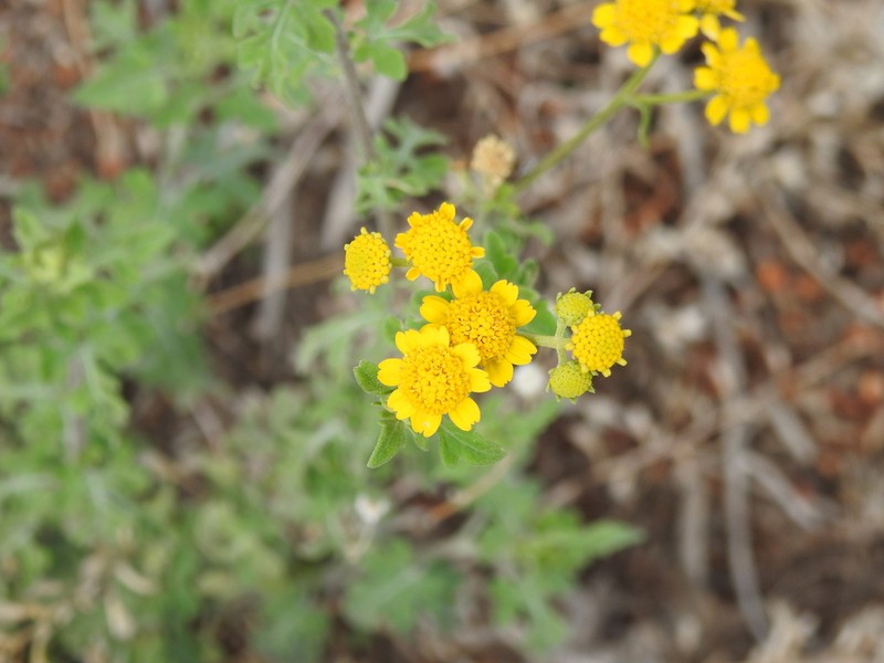 Zaluzania parthenioides