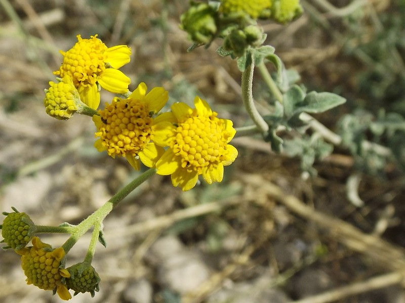 Zaluzania parthenioides photo 3