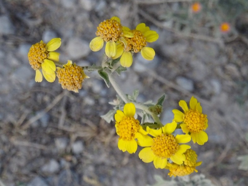 Zaluzania parthenioides photo 4