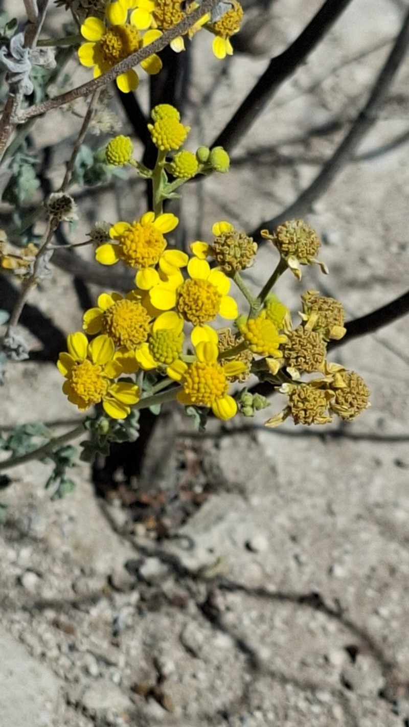 Zaluzania parthenioides photo 5